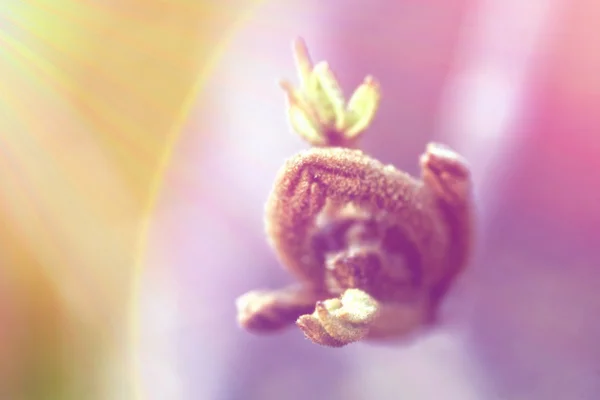Spirande gula Tabebuia eller chrysotricha blommor — Stockfoto
