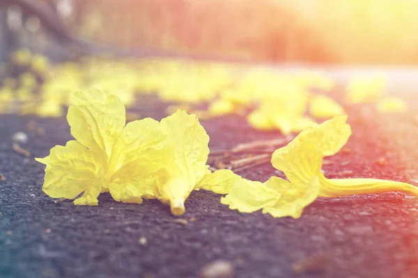 Žlutý květ Tabebuia Chrysantha na zemi — Stock fotografie