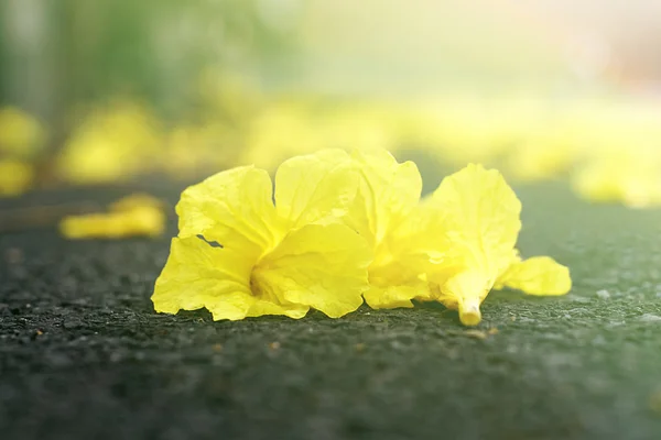 Gelbe Tabebuia Chrysantha Blume auf dem Boden — Stockfoto