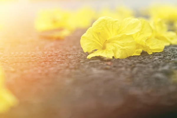 Žlutý květ Tabebuia Chrysantha na zemi — Stock fotografie