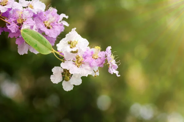 Fialový a bílý Kyprejovité nebo Lagerstroemia floribunda Jack flo — Stock fotografie