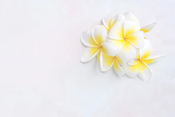 Blooming white Plumeria or Frangipani flowers on white floor bac