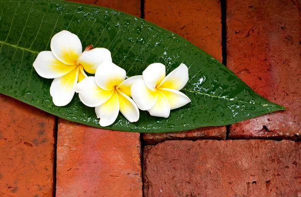 Blommande vita Plumeria eller Frangipani blommor på gröna blad och — Stockfoto