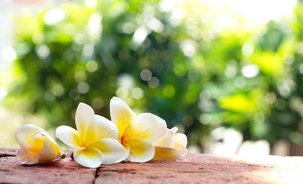 Plumeria branca florescente ou flores Frangipani no chão de tijolo — Fotografia de Stock