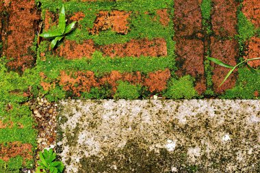 Yeşil yosun Bahçe, üst görünümünde eski tuğla üzerinde.