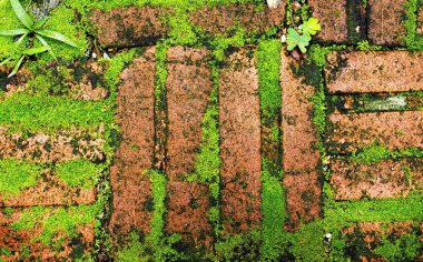 Yeşil yosun Bahçe, üst görünümünde eski tuğla üzerinde.