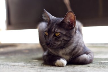 Şirin Gri kedi yerde yatan ve seyir bir şey