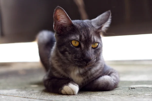 Cute gray cat lying on the ground and looking something — Stock Photo, Image