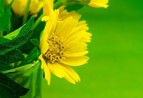 Gelben kriechenden Gänseblümchen Blumen auf grünem Blatt Hintergrund. — Stockfoto