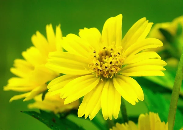 Gelben kriechenden Gänseblümchen Blumen auf grünem Blatt Hintergrund. — Stockfoto