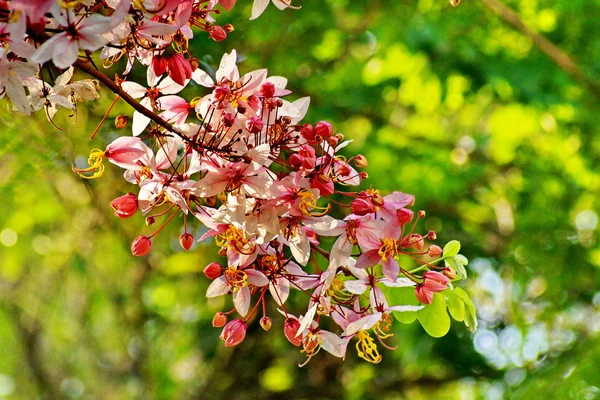 Rosa Cassia Bakeriana Craib, Árbol de los deseos — Foto de Stock