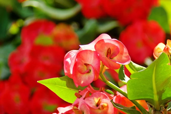 Euphorbia milli Desmoul flor — Foto de Stock