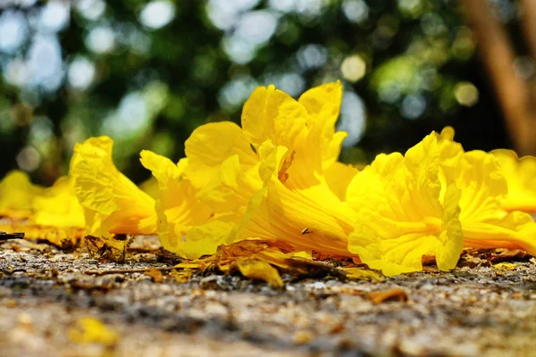 Tabebuia amarilla, Flor de trompeta — Foto de Stock