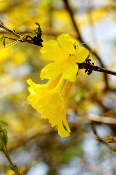 Sarı tabebuia, trompet çiçek — Stok fotoğraf