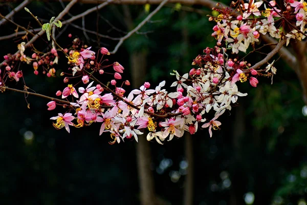 Rosa Cassia Bakeriana Craib, önskar träd — Stockfoto