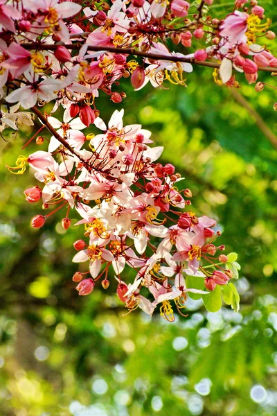 Rosa Cassia Bakeriana Craib, Árbol de los deseos — Foto de Stock