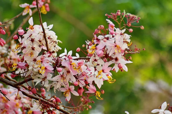 Rosa Cassia Bakeriana Craib, Árbol de los deseos — Foto de Stock