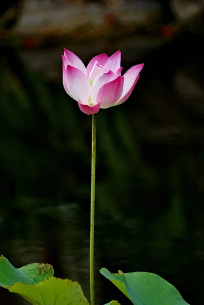 池に咲く美しい蓮 — ストック写真