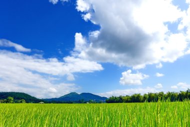 Paddy pirinç tarlası