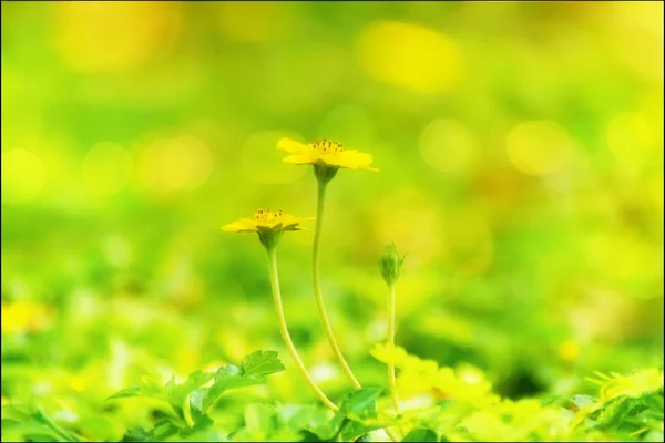 Kletternde Hochzeitsblume — Stockfoto