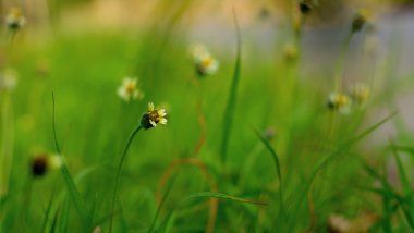 Küçük çiçek yeşil arka plan bulanıklık