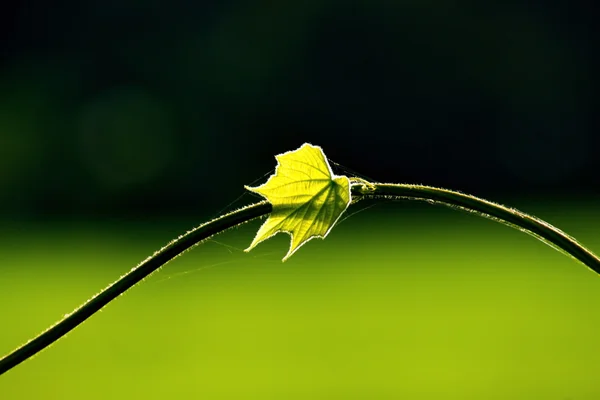 Frisches grünes Blatt und Weinstock auf unscharfem Hintergrund — Stockfoto