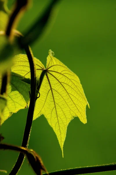Čerstvý zelený list a révy na rozostření pozadí — Stock fotografie
