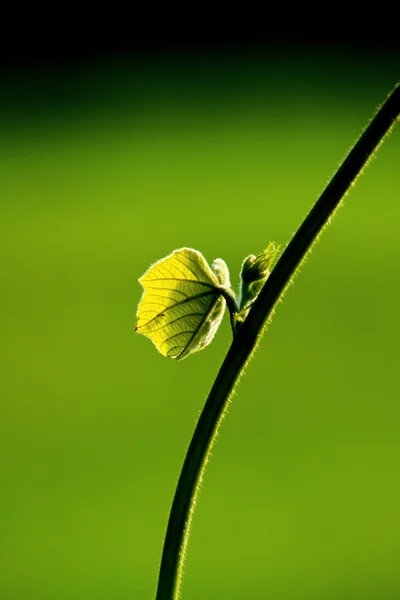 Čerstvý zelený list a révy na rozostření pozadí — Stock fotografie