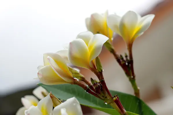 Fleur de Plumeria blanche et jaune — Photo