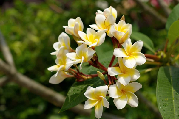 Flor de plumeria branca e amarela — Fotografia de Stock