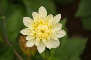 Arka plan bulanık Dahlia çiçek