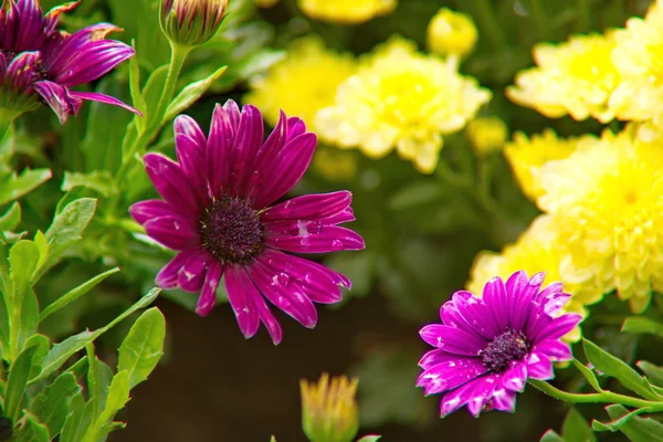 African Daisy flower, Osteospermum flower on blurred background — Stock Photo, Image