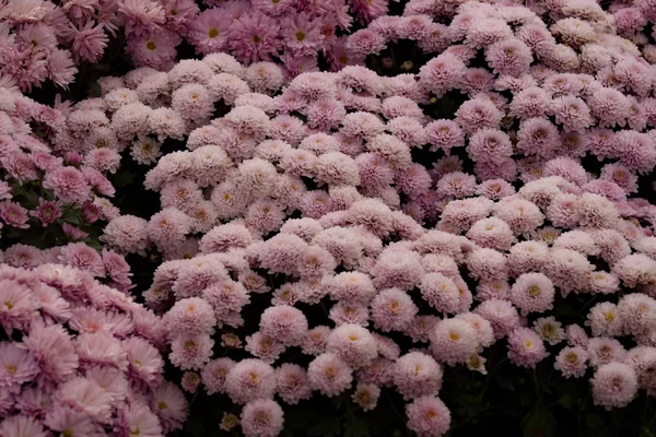 Crisantemo viola Fiori sfondo — Foto Stock