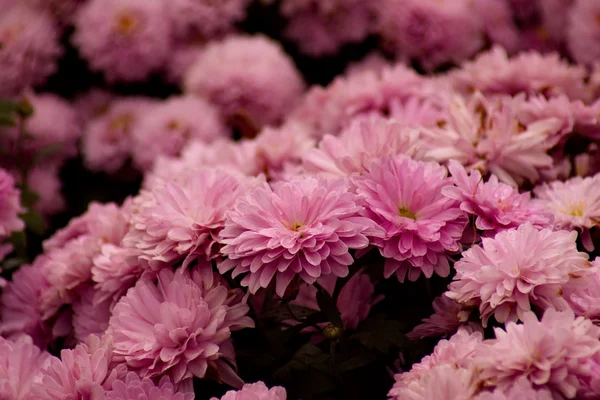 Fioletowy kwiat chryzantemy tło — Zdjęcie stockowe