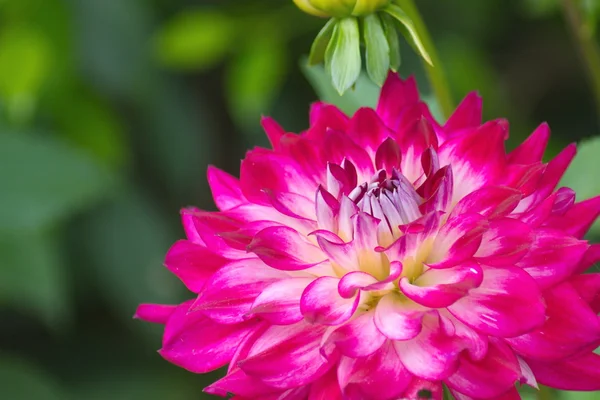 Fleur rose Dahlia sur fond flou — Photo