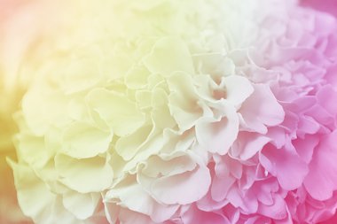 Çiçek renk arka plan, vintage tarzı efektini doldurmak içinde fotoğraf