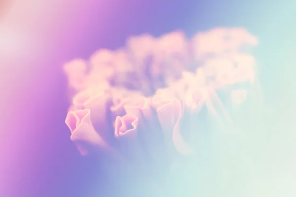 꽃 색 배경, 빈티지 스타일 효과 사진 입력 — 스톡 사진