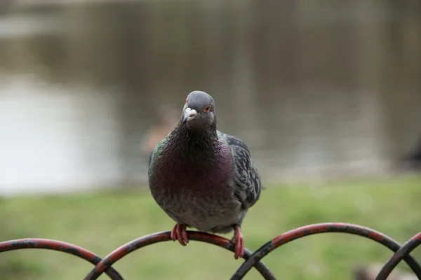 Pombo curioso — Fotografia de Stock