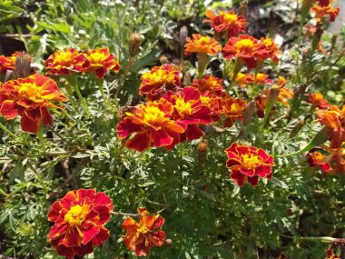 Yazın kadife çiçeği yetiştirir.