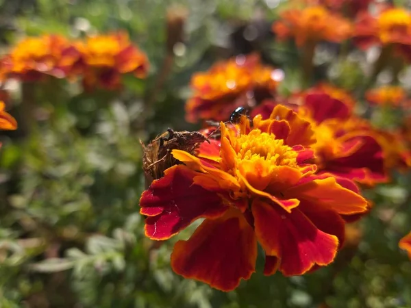 Bloeiende Goudsbloemen Met Bug Close — Stockfoto