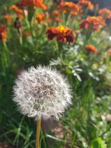 Λευκό Πικραλίδα Στο Φόντο Του Marigolds — Φωτογραφία Αρχείου