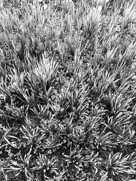Zwart Wit Beeld Van Gras — Stockfoto