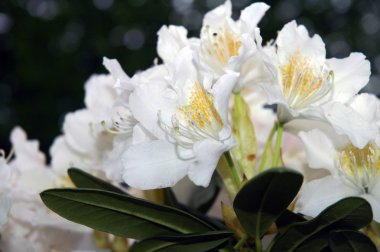 Beyaz çiçekli ormangülü