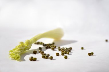 dağınık Vigna radiata