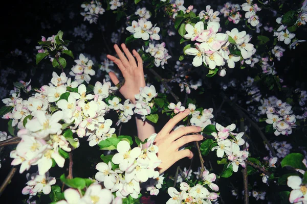 Mãos em uma árvore de flor — Fotografia de Stock