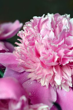 pembe çiçekli şakayık