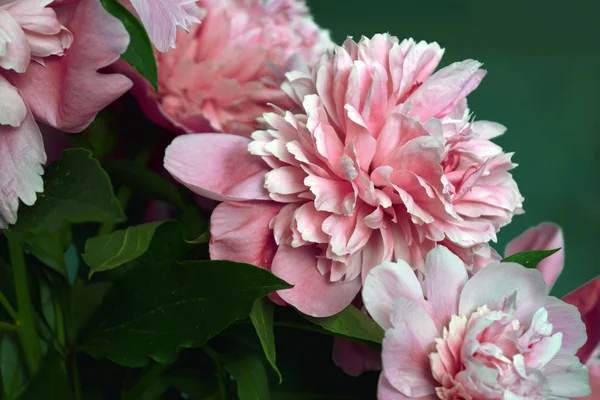 Рожеві цвітіння півонія — стокове фото