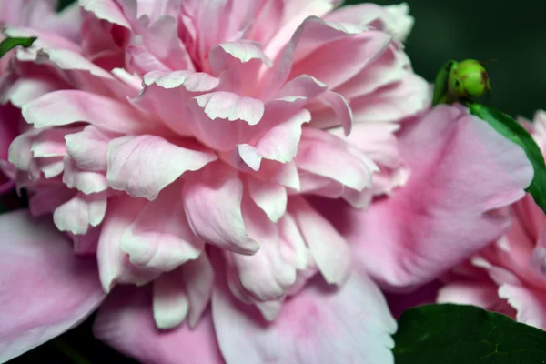 Rosa blommande pion — Stockfoto