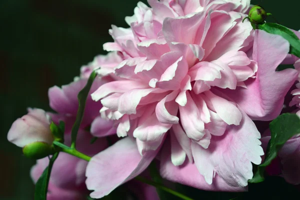 Pivoine rose à fleurs — Photo