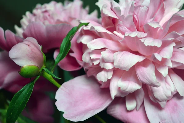 Рожеві цвітіння півонія — стокове фото